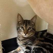 Thumbnail photo of Shoals #2