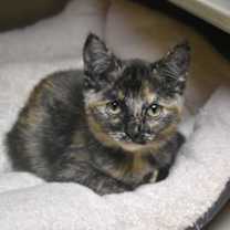 Thumbnail photo of Arwen #1