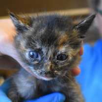 Thumbnail photo of Arwen #3