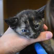 Thumbnail photo of Eowyn #3