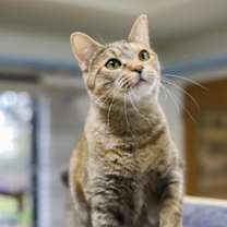 Thumbnail photo of Katniss #2