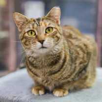 Thumbnail photo of Chloe #2