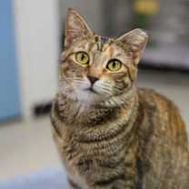 Thumbnail photo of Chloe #3