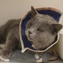 Thumbnail photo of Bingo #1