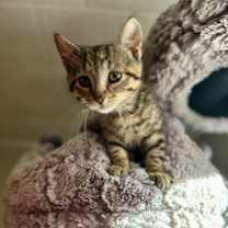 Thumbnail photo of Tate #3