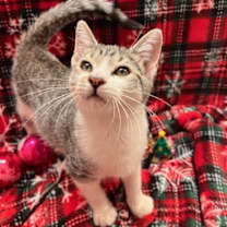 Thumbnail photo of Pomelo #4