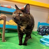 Thumbnail photo of Xena #1