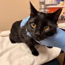 Thumbnail photo of George #2