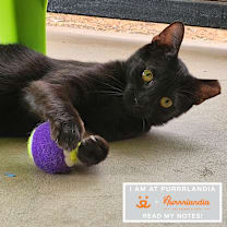 Thumbnail photo of Cheetarah #1