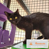 Thumbnail photo of Newt #1