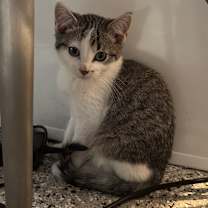 Thumbnail photo of Bromine #1