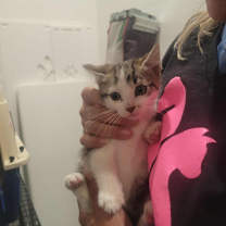 Thumbnail photo of Bromine #2