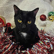 Thumbnail photo of Aqua #4