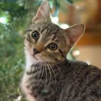 Thumbnail photo of Minestrone #3