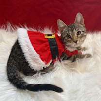 Thumbnail photo of Minestrone #4