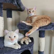 Thumbnail photo of Ignis/Iggy #3