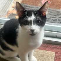 Thumbnail photo of Smidge #1