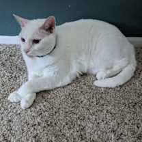 Thumbnail photo of Mickey #3