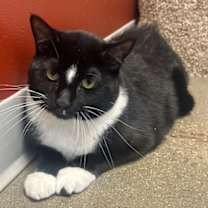 Thumbnail photo of Chairman Meow #1