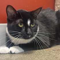 Thumbnail photo of Chairman Meow #2