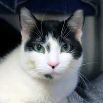 Thumbnail photo of Bowtie #1