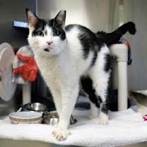 Thumbnail photo of Bowtie #2