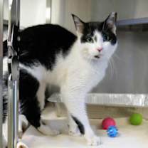 Thumbnail photo of Bowtie #3