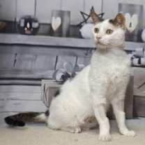 Thumbnail photo of Wanda #3