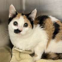 Thumbnail photo of Citronelle #1