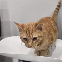 Thumbnail photo of Gingersnap #2