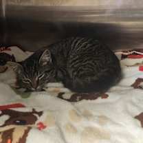 Thumbnail photo of Malachi #1