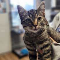 Thumbnail photo of Malachi #2