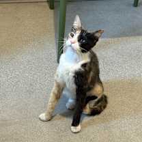 Thumbnail photo of Nutmeg #1