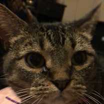 Thumbnail photo of Saorise #1