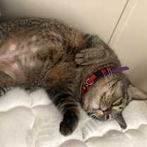 Thumbnail photo of Saorise #2