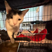 Thumbnail photo of Autry #4