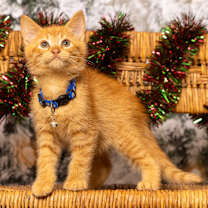 Thumbnail photo of Buddy #1