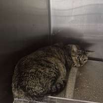 Thumbnail photo of IEPA-Stray-18329 #1