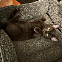 Thumbnail photo of Baba-Ganoush #4