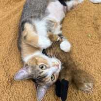 Thumbnail photo of Georgia #4