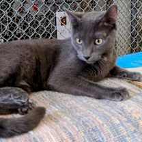 Thumbnail photo of Hopper / Bitters #1