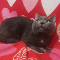 Thumbnail photo of Hopper / Bitters #3