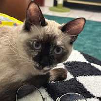 Thumbnail photo of Maggie #4