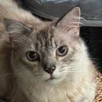 Thumbnail photo of Truffles #3