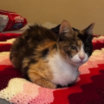 Thumbnail photo of Nutmeg #3