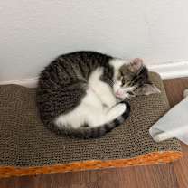 Thumbnail photo of Pain #2