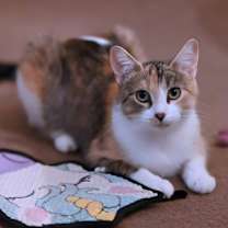 Thumbnail photo of Cassie #4