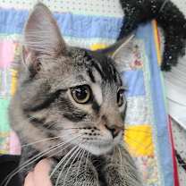 Thumbnail photo of Sawyer #2