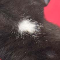 Thumbnail photo of Blackie #3