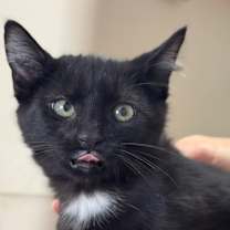 Thumbnail photo of Blackie #4